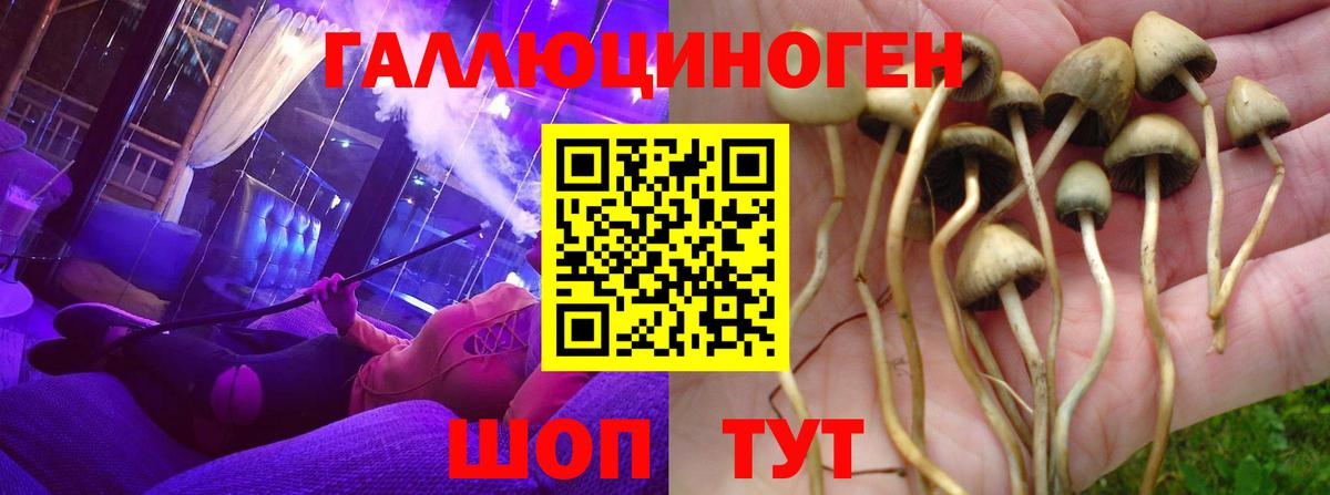 Псилоцибиновые грибы Psilocybe Людиново